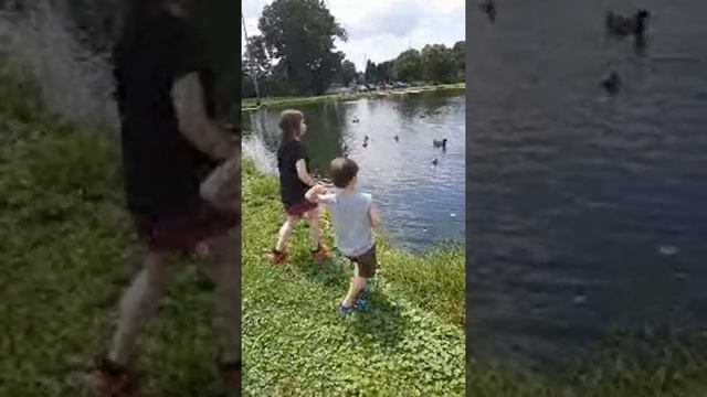 FEEDING THE DUCKS 2 смотреть онлайн