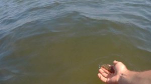 Увлекательная рыбалка на бычка. Азовское море.