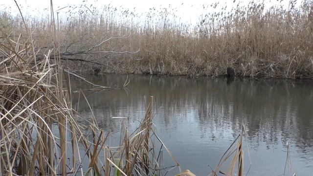 Рыбалка на поплавок Каша с креветок . My fishing смотреть онлайн