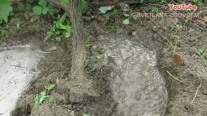 ПОДКОРМКА ВИНОГРАДА ПЕРЕД ЦВЕТЕНИЕМ ПОД КОРЕНЬ ,ПО ЛИСТУ ДЛЯ ЛУЧШЕГО УРОЖАЯ ..ЗАЩИТА ОТ БОЛЕЗНЕЙ