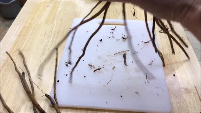 How to Grow Asparagus for FREE - Dividing Asparagus Roots смотреть онлайн