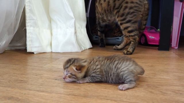 Слепой котенок учится ползать, а мама кошка равнодушно наблюдает смотреть онлайн
