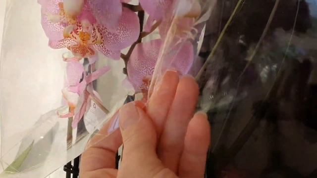 Новинка из Эпицентра//Думала, что это Орхидея "Манхэттен" смотреть онлайн