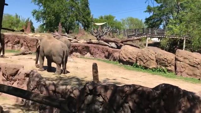 Busch Gardens Tampa 2018 Tour & Review смотреть онлайн