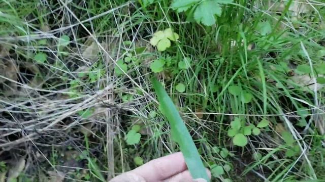 (#50) Pellaea andromedifolia and what the shit смотреть онлайн