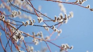 Песня вербочки