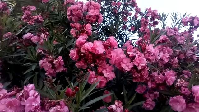 14 сентября, на набережной Ялты до сих пор цветёт Олеандр смотреть онлайн
