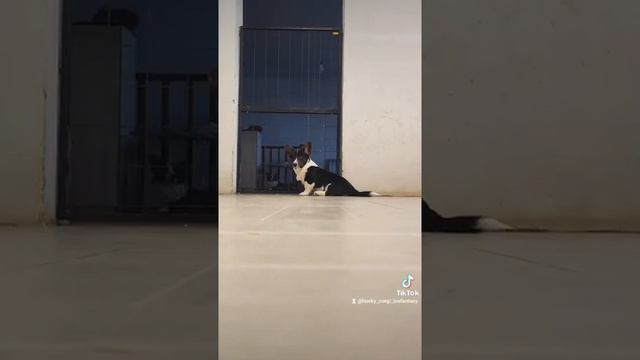 очаровательный кобелек вельш корги кардиган Ваня, возраст 4.5 мес, перспективный для выставок смотреть онлайн