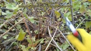 Как обрезать ЙОШТУ, КРЫЖОВНИК? 5 правил! Детально.