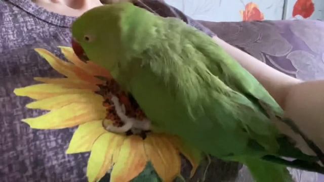 Ожереловый попугай Кеша и Варя смотреть онлайн