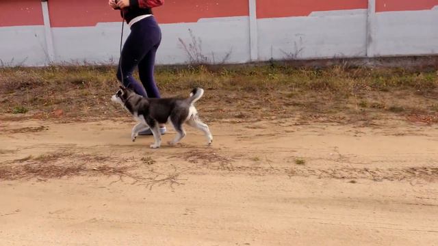 Kennel "AnRus Hause" смотреть онлайн