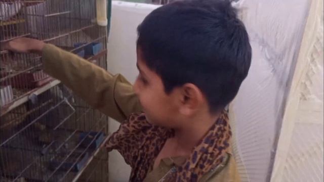 Java Sparrows Release In New Avairy - Pets Vlog смотреть онлайн