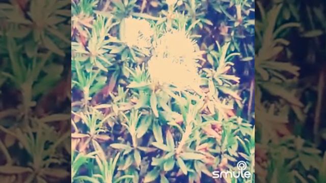 ..памяти Юрия Мефодьевича Соломина #11января #багульник #🙏 смотреть онлайн