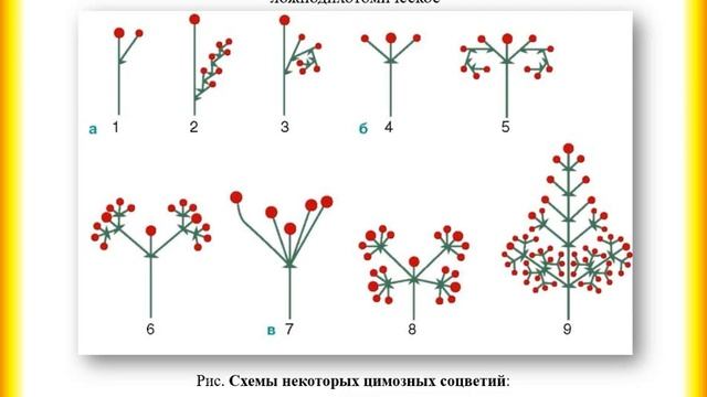 Генеративные органы растений. Соцветия смотреть онлайн