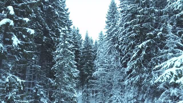 Зимний лес смотреть онлайн