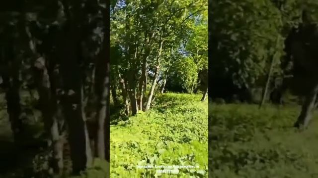САМАЯ ЛУЧШАЯ ДАЧА В ПОДМОСКОВЬЕ. Продаётся! смотреть онлайн