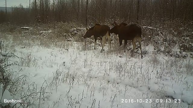 Лось и лосиха Висимский заповедник 23 10 16, продолжение 3 смотреть онлайн