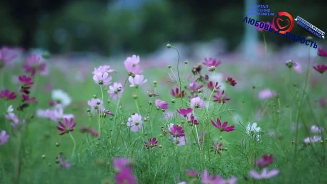 Как обрести душевное спокойствие и равновесие: лучшие психологические приемы от плохого настроения смотреть онлайн