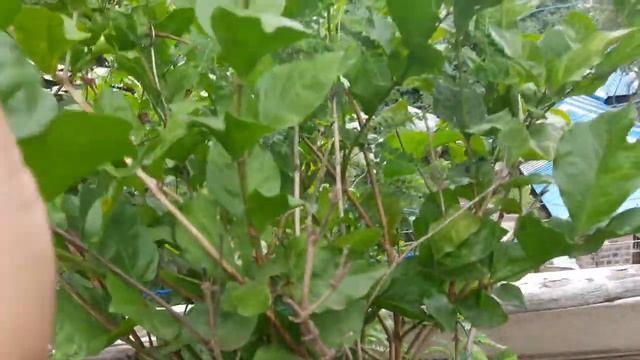 Best Five Permanent flowering vines and creepers you must have in your garden || फुलोंकी बेले смотреть онлайн