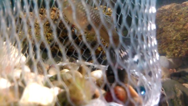 Роды у гуппи 99%живых мальков смотреть онлайн