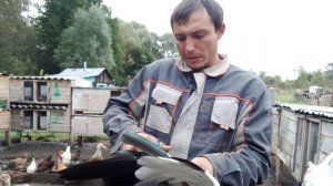 как обрезать крылья уткам