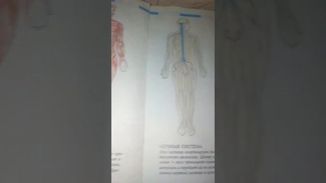 Системы тела человека 1 часть. смотреть онлайн