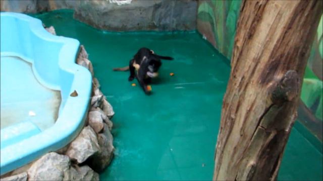 Подросток яванского лангура нянчит своего братика и кушает 24.11.18 смотреть онлайн