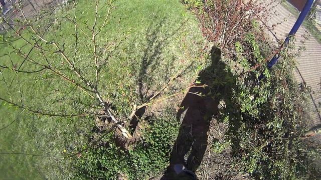 Обрезка персика Редхейвен смотреть онлайн