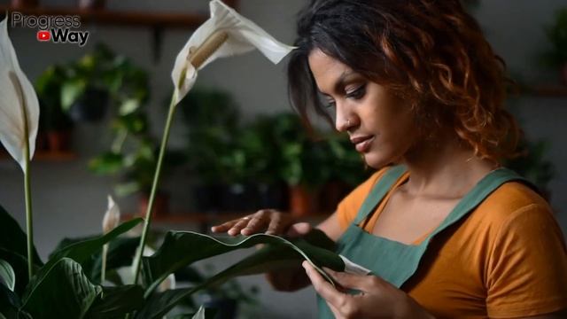 Сделайте так и Герань, Розы, Пионы, Лилии и остальные цветы позеленеют и пышно зацветут! смотреть онлайн