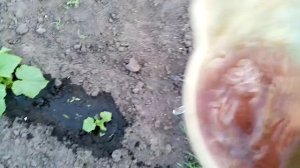 Поливаю Огурцы под Корень Марганцовкой  для  Подкормки и для Обеззараживания.   30 июня 2022г.