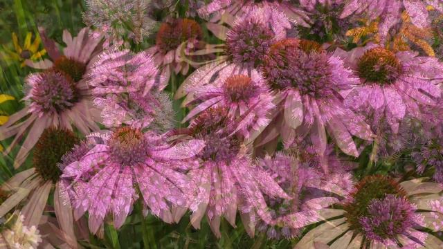 Longest Flowering Perennials смотреть онлайн