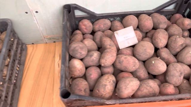 Семенной картофель на проращивание смотреть онлайн