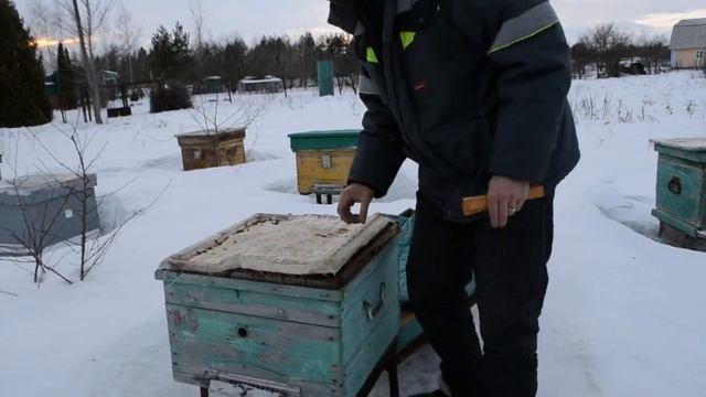 Подкормка медом//Дотации в феврале//Пчелы в активном состоянии смотреть онлайн
