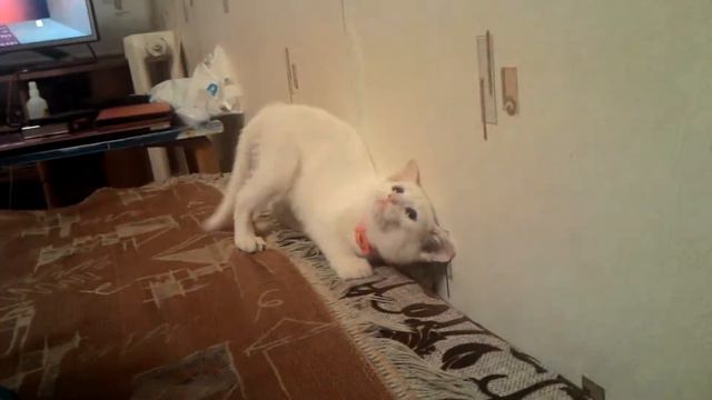 Алиса ,белый котенок смотреть онлайн