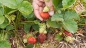 Что делать  , если на клубнике серая гниль.