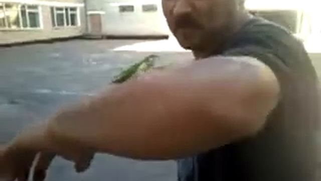 Богомол пришёл на тренировку. смотреть онлайн