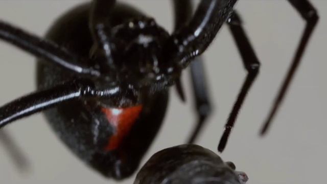Black Widow Spider | Animal Unknown Facts || Black Widow Spider Facts | Facts About Animals смотреть онлайн