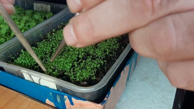 ПРОРЕЖИВАНИЕ ТАБАЧНЫХ РАСТИШЕК смотреть онлайн