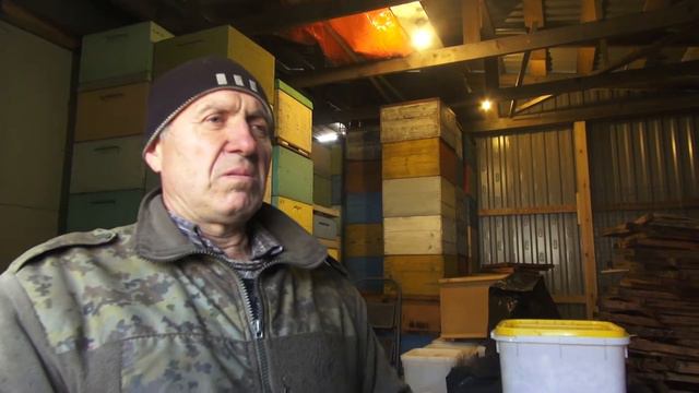 Отборные пчеломатки в Псковской области
