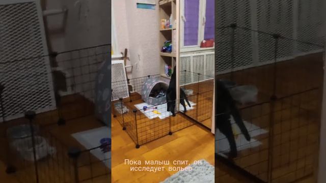 Реакция кота на чихуахуа. Первая встреча смотреть онлайн