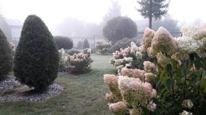 ✿➽ Сад после ночного заморозка 13.09.21