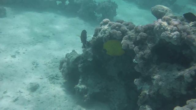 Скат Фараонов Риф Шарм эль Шейх смотреть онлайн