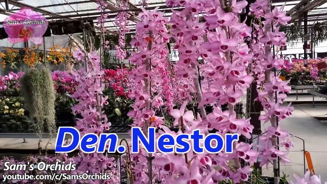 Dendrobium Orchids in an Orchid Nursery (April, 2020) смотреть онлайн