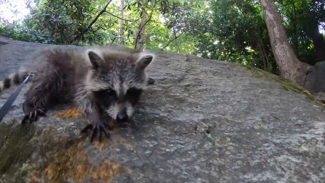 I Take My Baby Pet Raccoon Out In Public смотреть онлайн