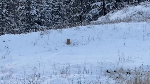 Нашел патроны которые полетели как надо на мелкашке смотреть онлайн