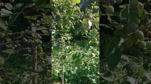 Почему не цветет слива?!