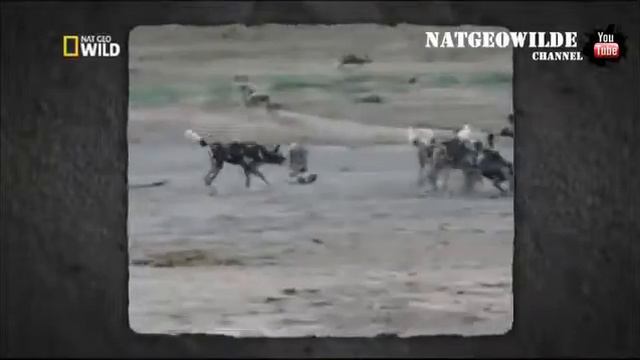 Отважный маленький мангуст спасает семью от гиеновидных собак Мангуст против собаки Редкие кадр смотреть онлайн