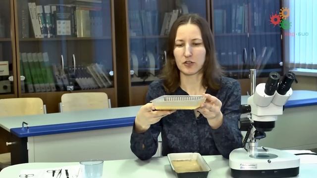 Зоология беспозвоночных. Часть 2. Анатомический инструментарий (Е. Богомолова) смотреть онлайн