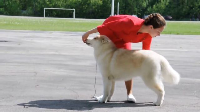 Продам ХАУС ЗЭ РЭЙНБОУ РИАН д.р.19.10.2016 смотреть онлайн