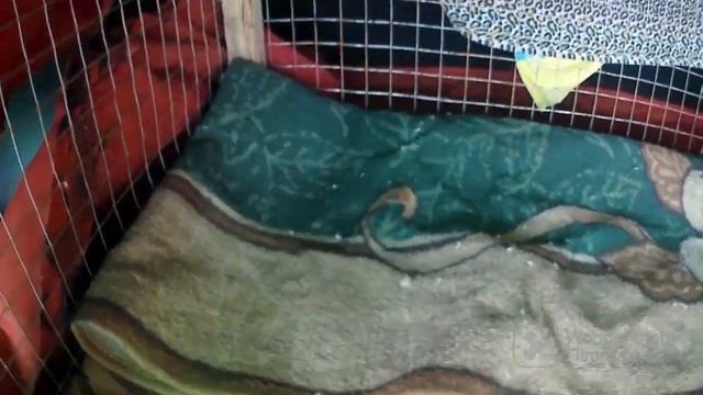 От фазана до казана / Эпизод 5 / Клетка для перевозки собаки своими руками смотреть онлайн